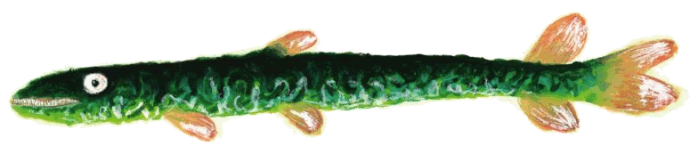 Pesce di zavattini_02